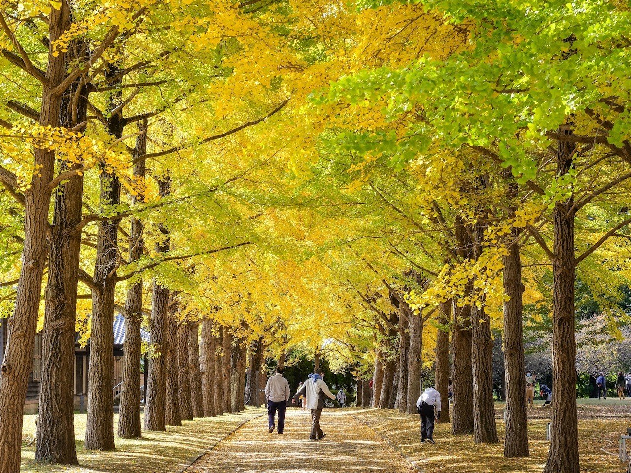 🏛️ 이바라키 현립 역사관(이바라키켄리쓰레키시칸) 이미지 8